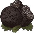 Tuber Melanosporum ou Truffe noire du Périgord