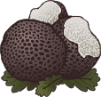 Truffe XY